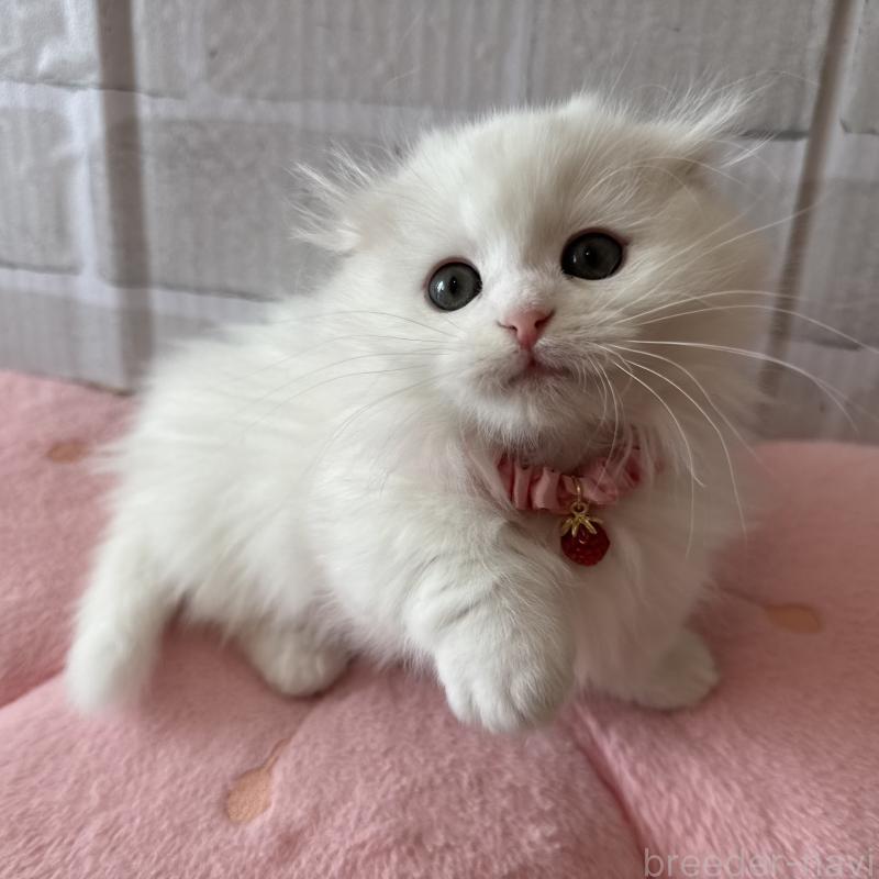 成約済の千葉県のマンチカン(短足)-135185の3枚目