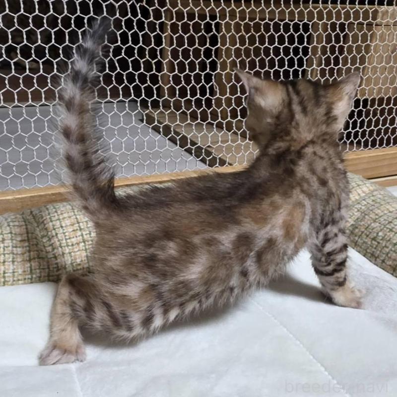 販売中の神奈川県のベンガル-136868の14枚目