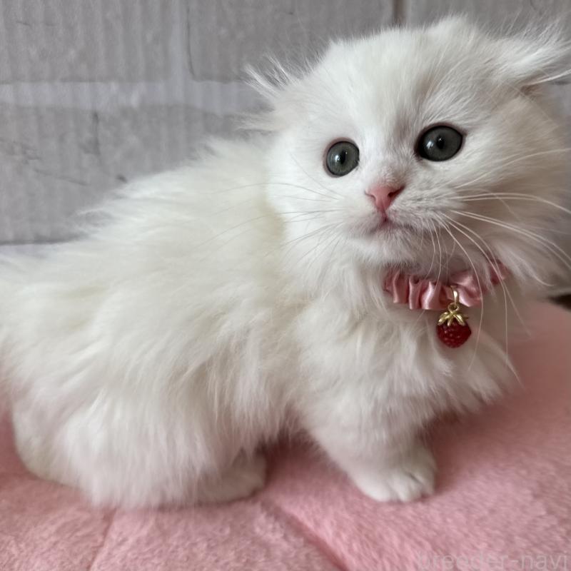 成約済の千葉県のマンチカン(短足)-135185の2枚目