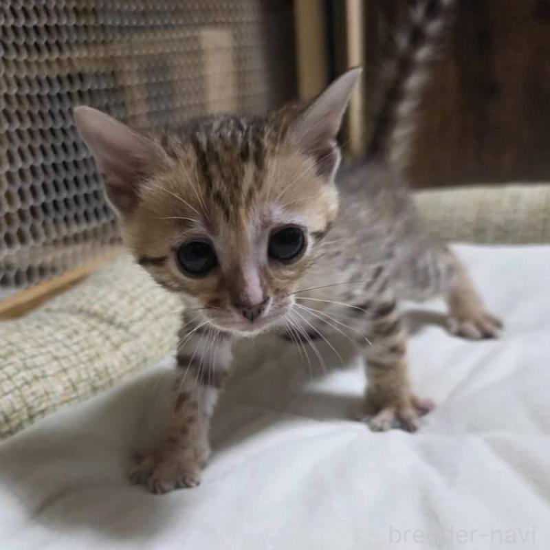 販売中の神奈川県のベンガル-136868の13枚目