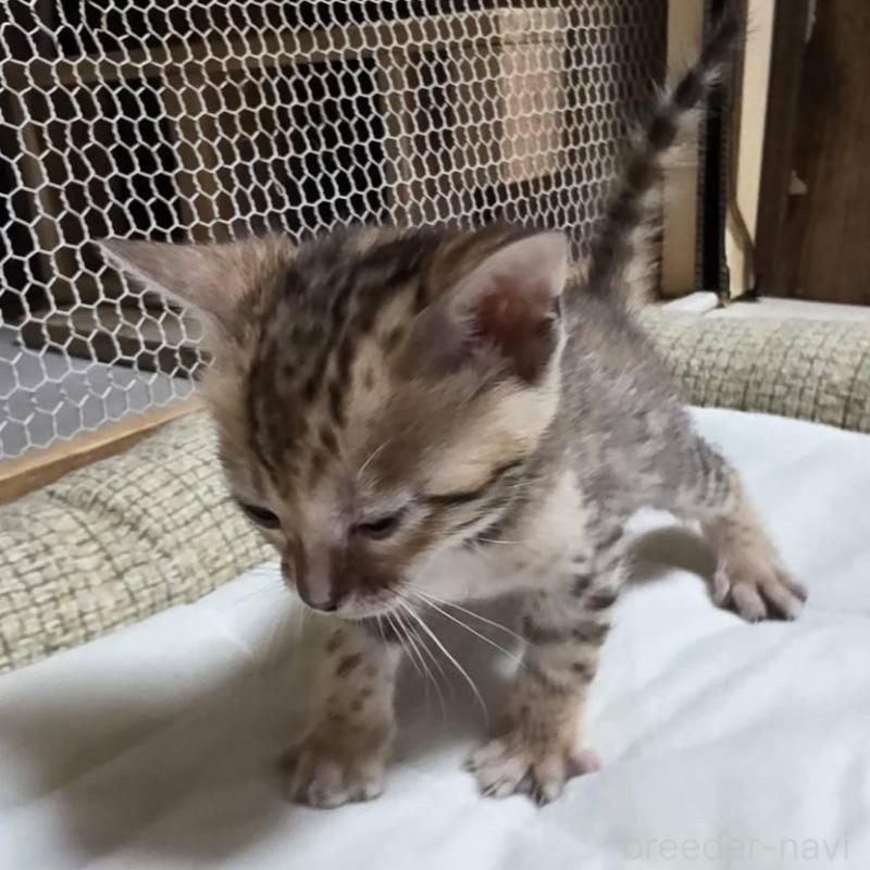 販売中の神奈川県のベンガル-136868の12枚目