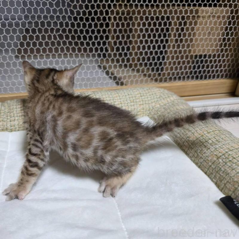 販売中の神奈川県のベンガル-136868の11枚目