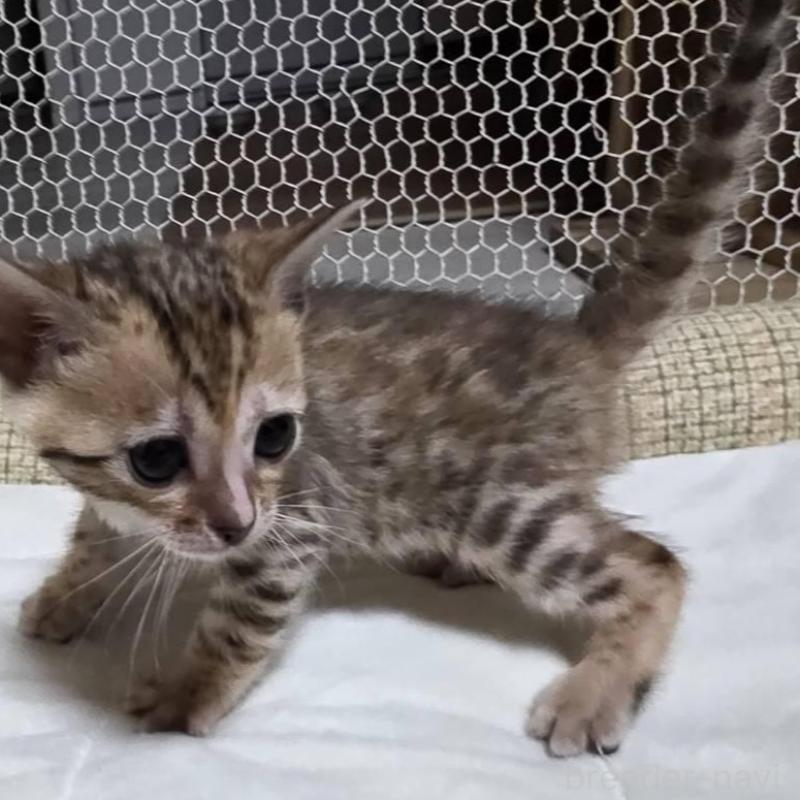 販売中の神奈川県のベンガル-136868の10枚目