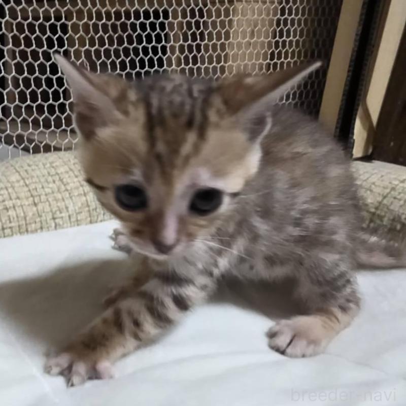 販売中の神奈川県のベンガル-136868の9枚目