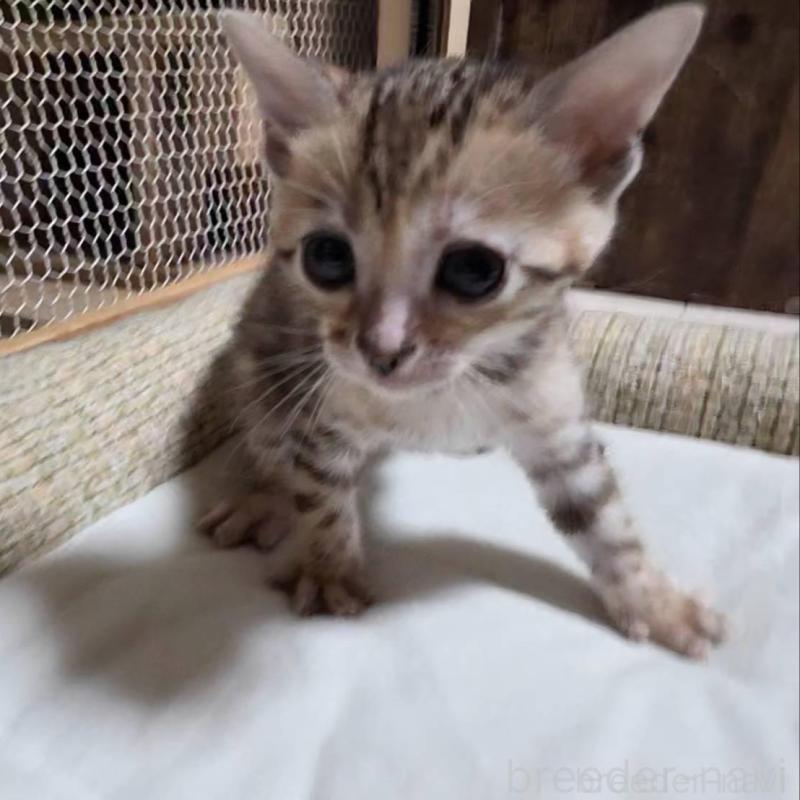 販売中の神奈川県のベンガル-136868の8枚目