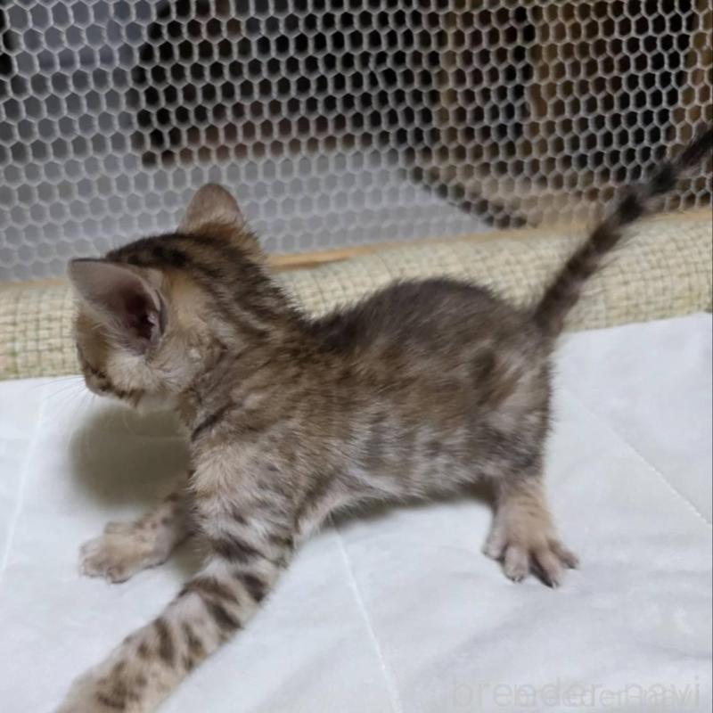 販売中の神奈川県のベンガル-136868の7枚目