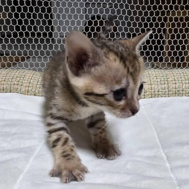 販売中の神奈川県のベンガル-136868の6枚目