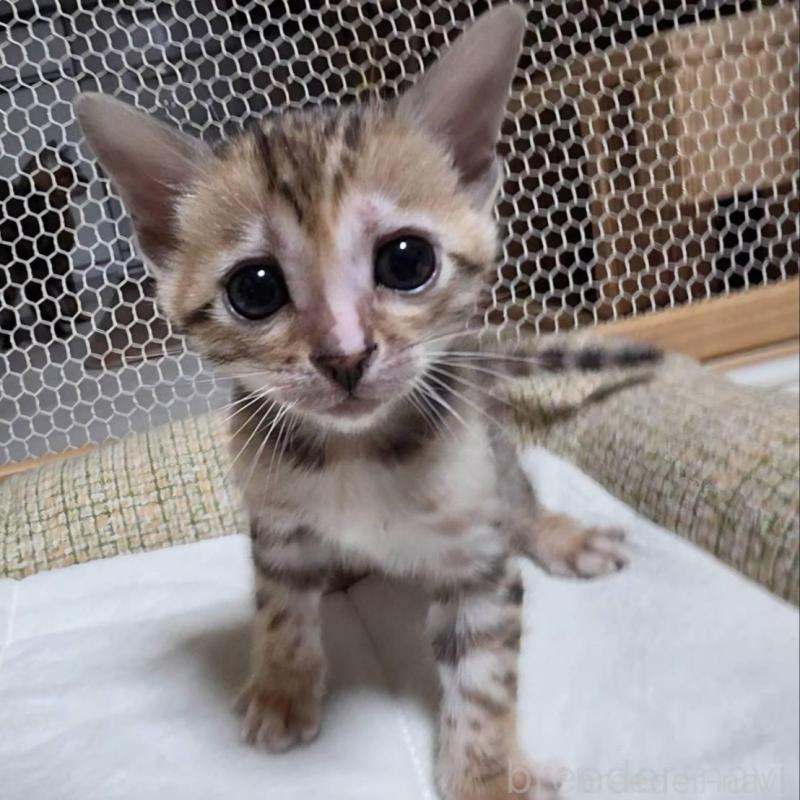 販売中の神奈川県のベンガル-136868の1枚目