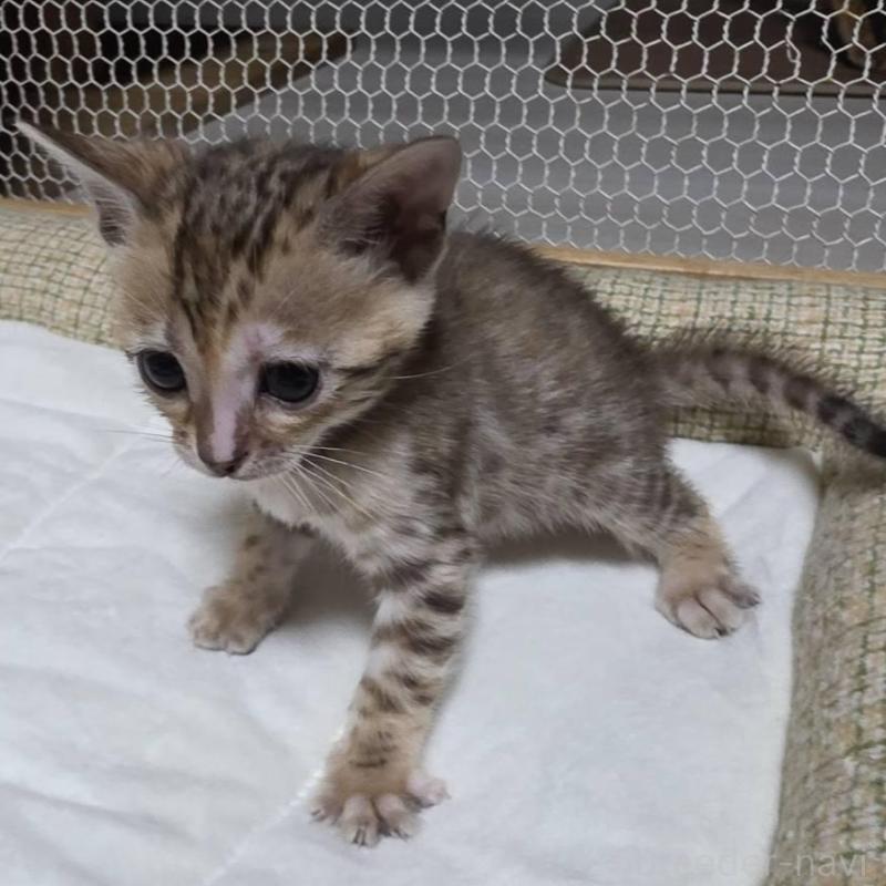 販売中の神奈川県のベンガル-136868の4枚目