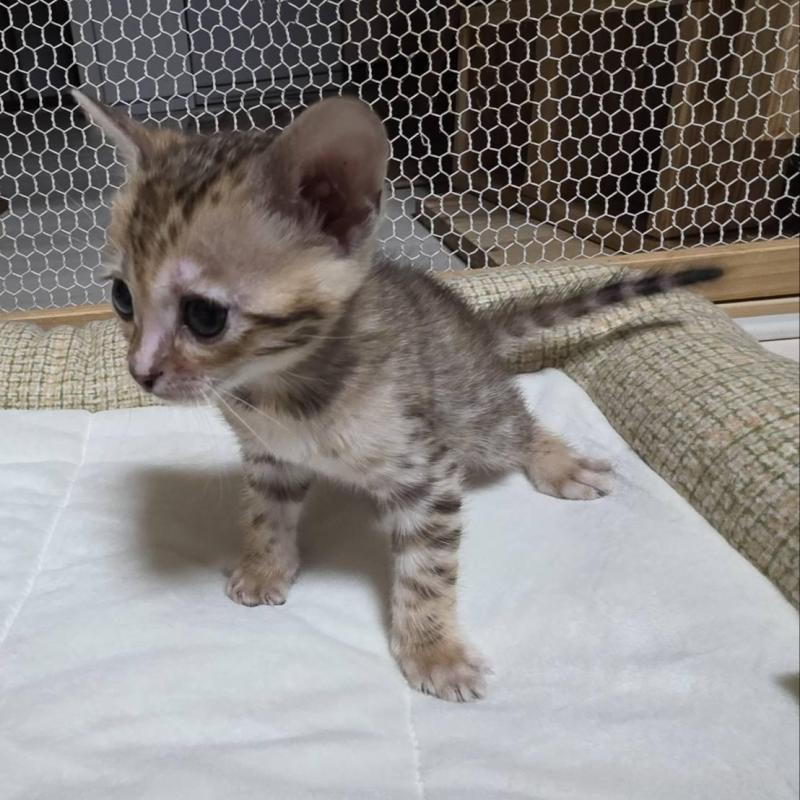 販売中の神奈川県のベンガル-136868の3枚目