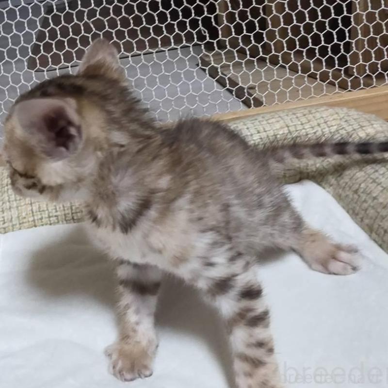 販売中の神奈川県のベンガル-136868の2枚目