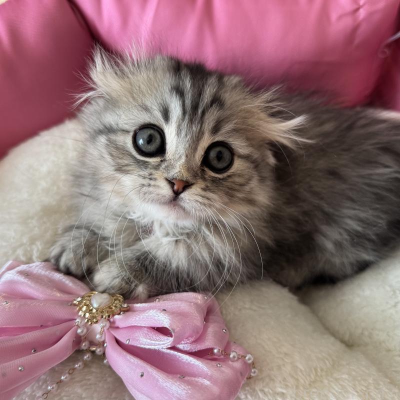 販売中の千葉県のマンチカン(短足)-135102