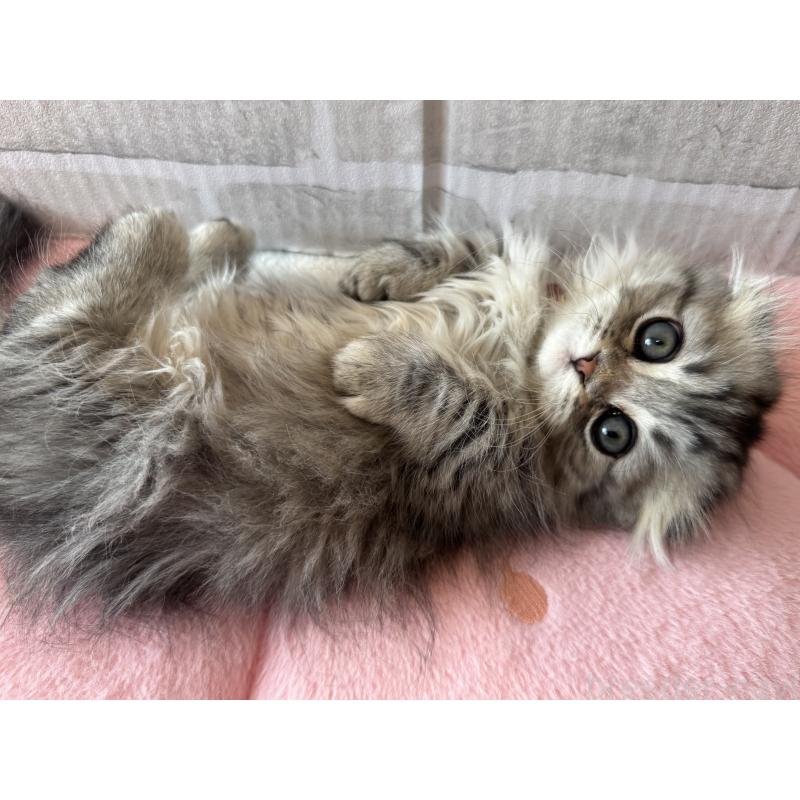 成約済の千葉県のマンチカン(短足)-135102の3枚目