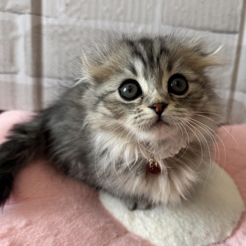 成約済の千葉県のマンチカン(短足)-135102の2枚目