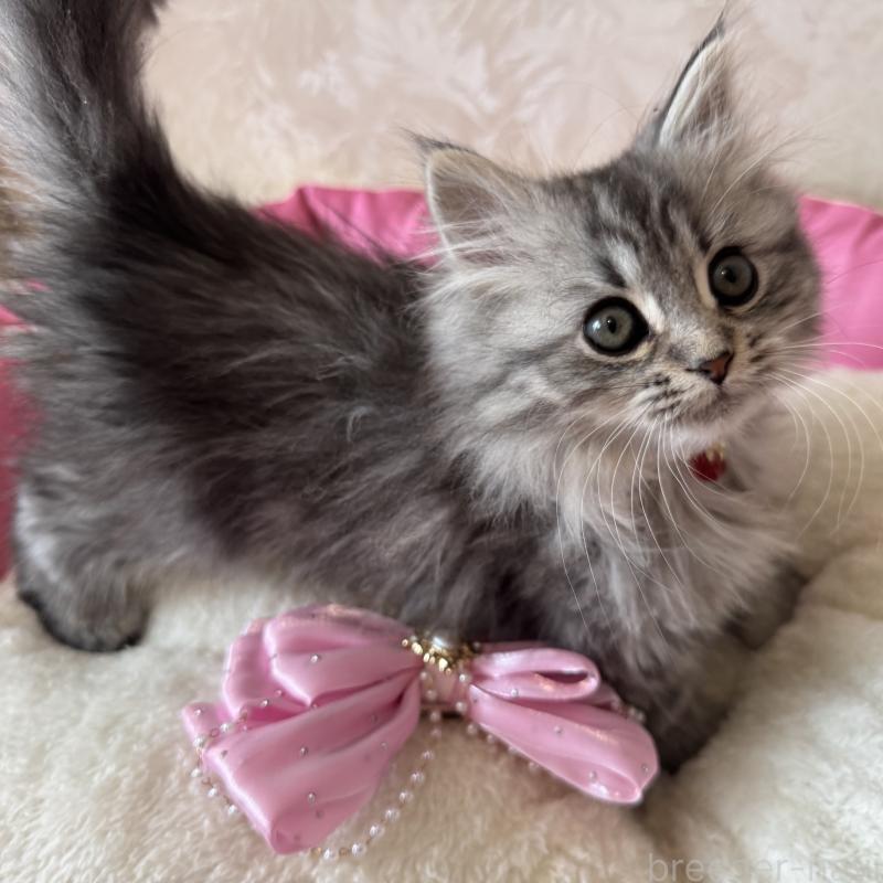 販売中の千葉県のマンチカン-135101の5枚目