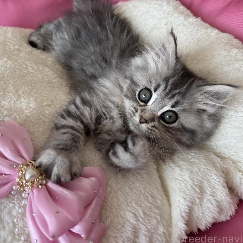 販売中の千葉県のマンチカン-135101の4枚目