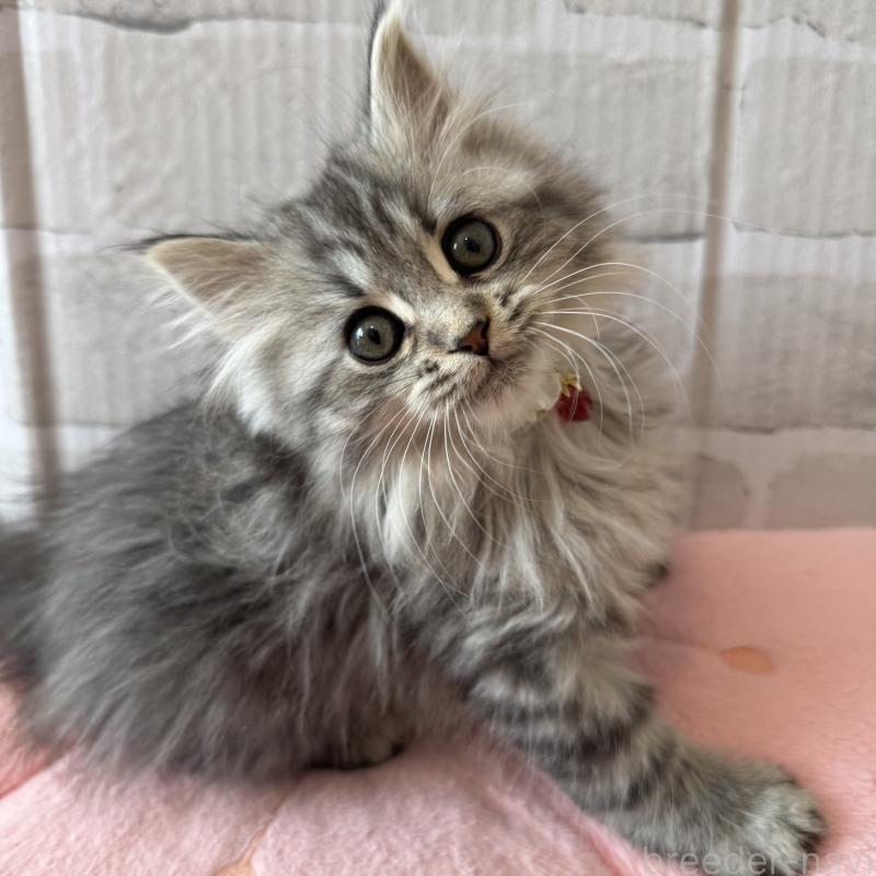 販売中の千葉県のマンチカン-135101の3枚目