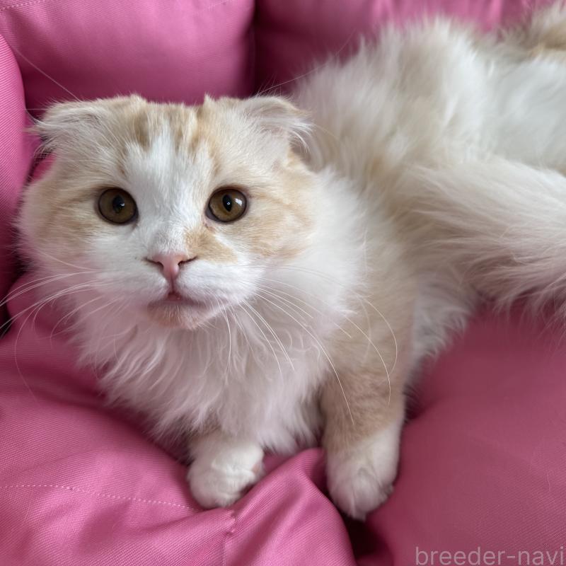 販売中の千葉県のマンチカン(短足)-128542