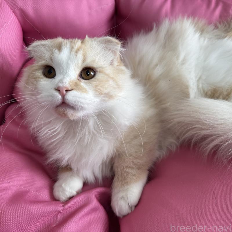 販売中の千葉県のマンチカン(短足)-128542の2枚目