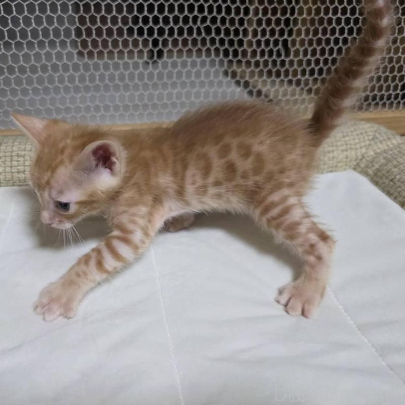 販売中の神奈川県のベンガル-136869の15枚目