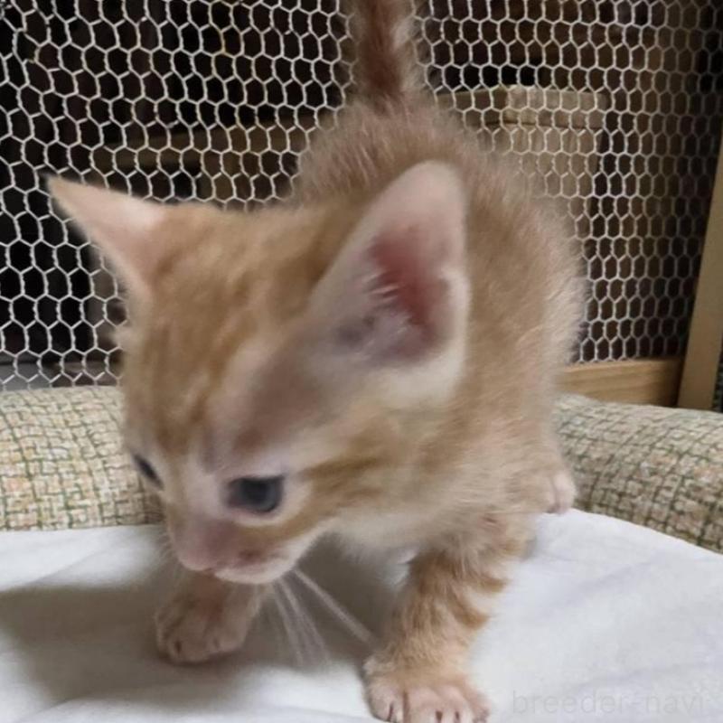 販売中の神奈川県のベンガル-136869の13枚目