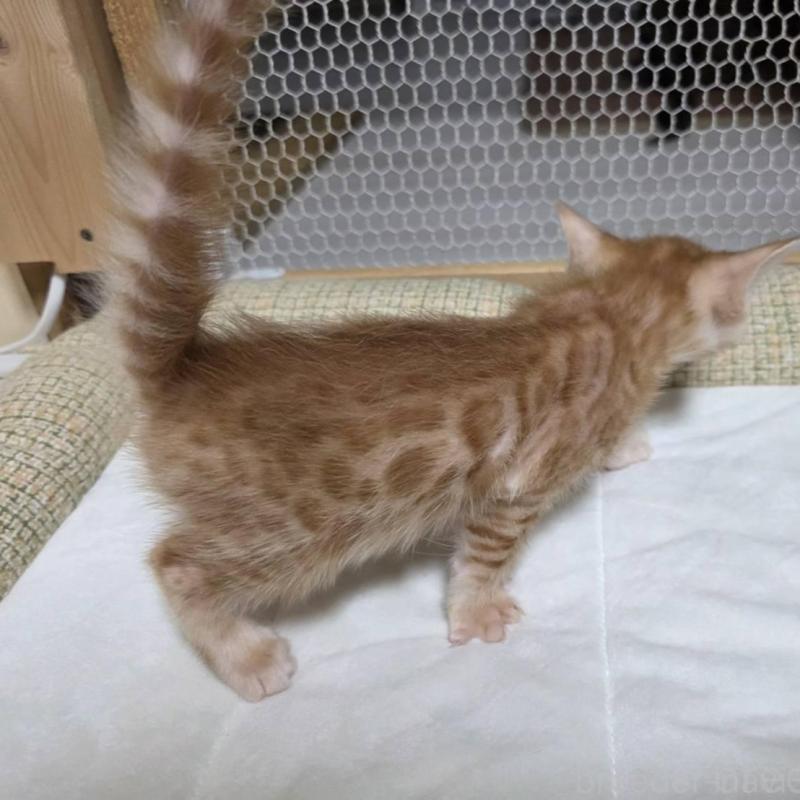 販売中の神奈川県のベンガル-136869の12枚目