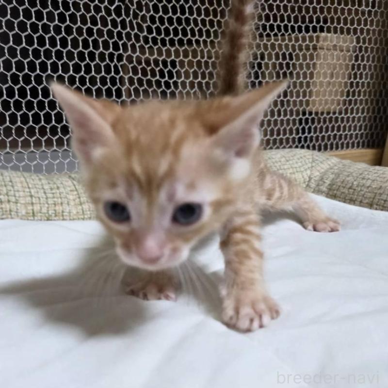 販売中の神奈川県のベンガル-136869の11枚目