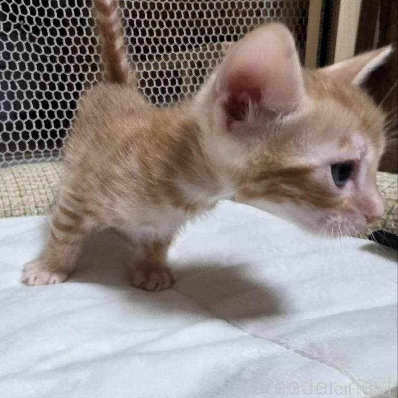 販売中の神奈川県のベンガル-136869の9枚目