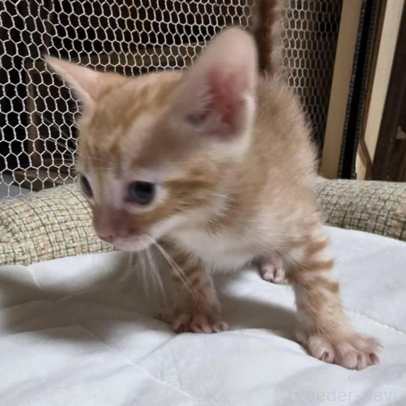 販売中の神奈川県のベンガル-136869の8枚目