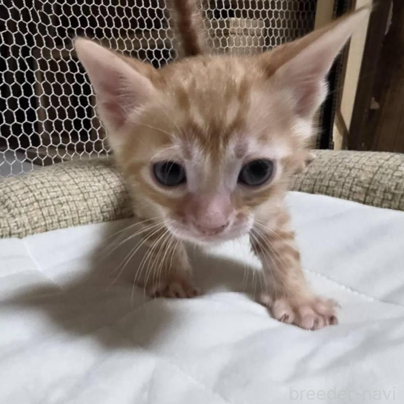 販売中の神奈川県のベンガル-136869の7枚目