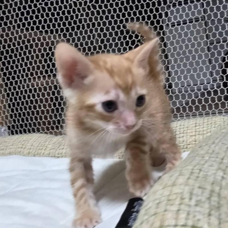 販売中の神奈川県のベンガル-136869の5枚目