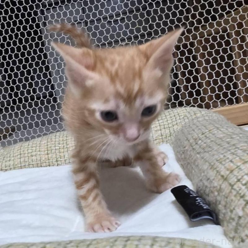 販売中の神奈川県のベンガル-136869の4枚目