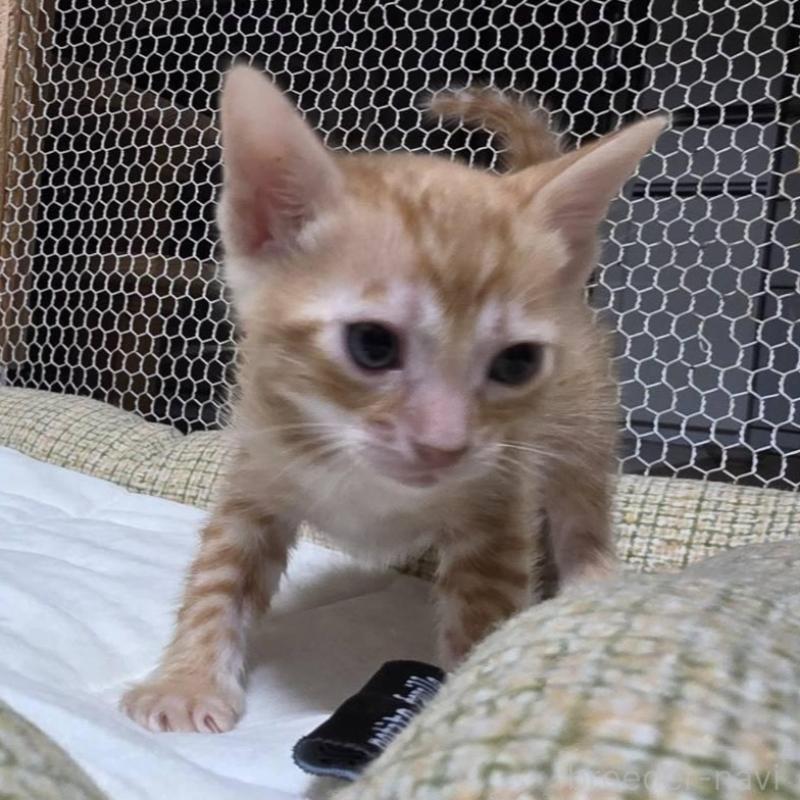 販売中の神奈川県のベンガル-136869の3枚目