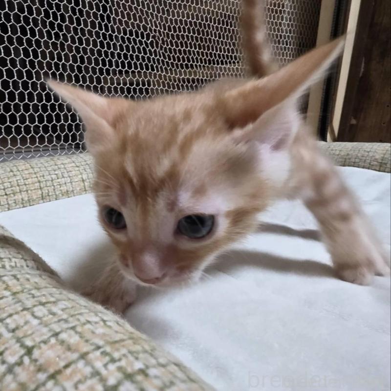 販売中の神奈川県のベンガル-136869の2枚目