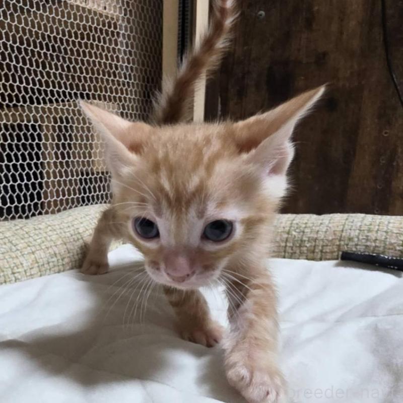 販売中の神奈川県のベンガル-136869