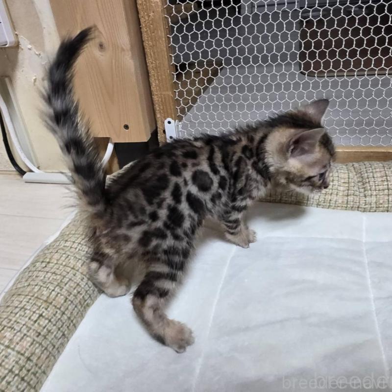 販売中の神奈川県のベンガル-136870の15枚目