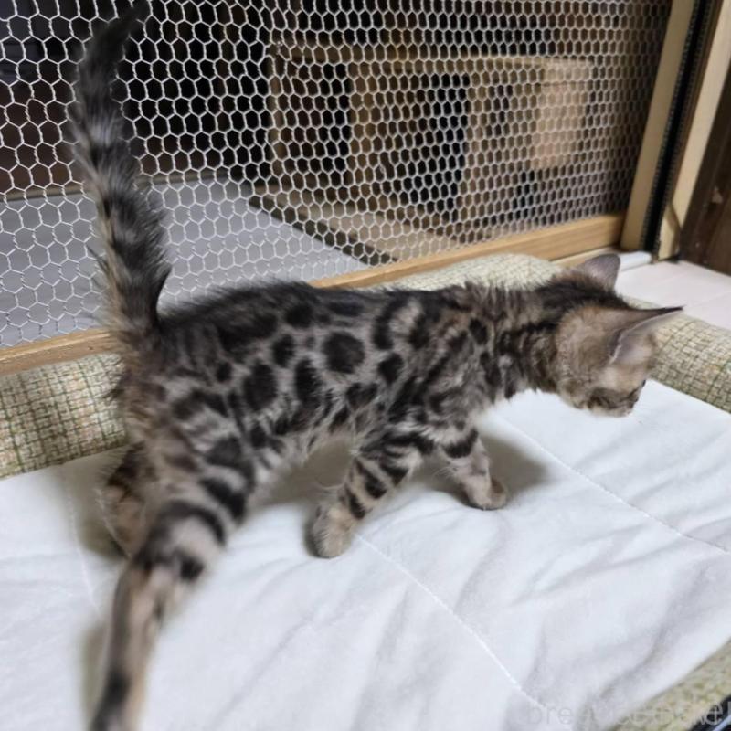 販売中の神奈川県のベンガル-136870の14枚目