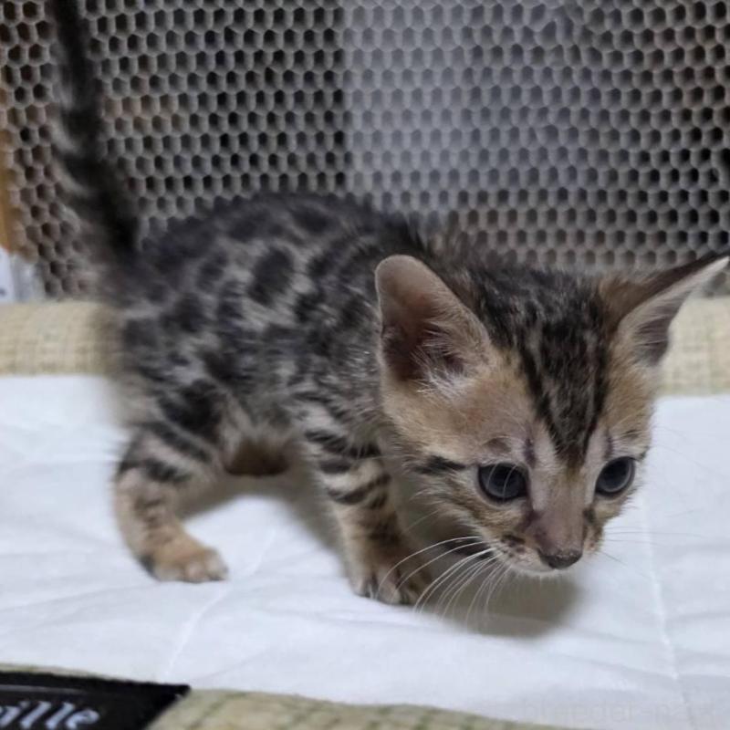 販売中の神奈川県のベンガル-136870の13枚目