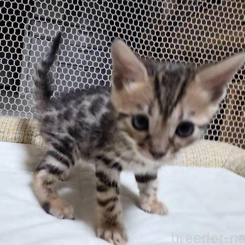 販売中の神奈川県のベンガル-136870の12枚目