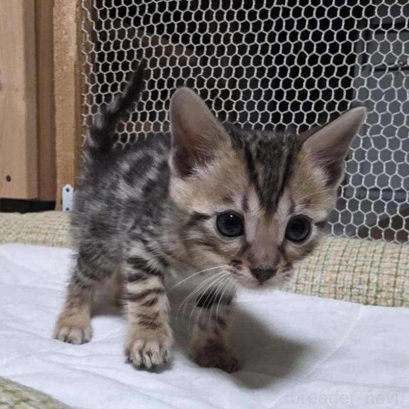 販売中の神奈川県のベンガル-136870の11枚目