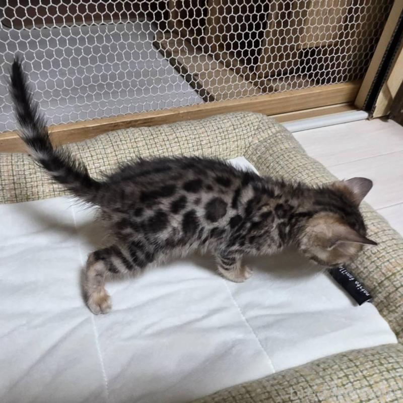 販売中の神奈川県のベンガル-136870の10枚目