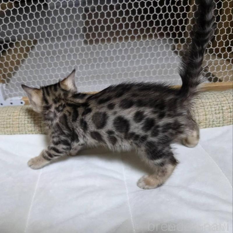 販売中の神奈川県のベンガル-136870の9枚目