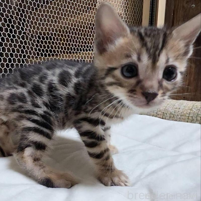 販売中の神奈川県のベンガル-136870の8枚目