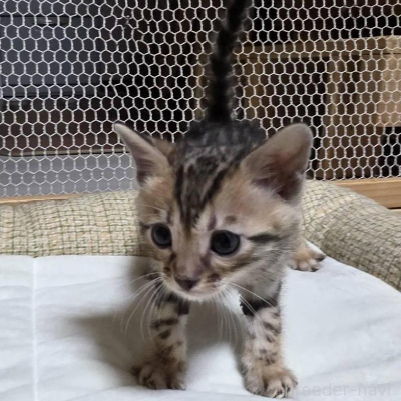 販売中の神奈川県のベンガル-136870の7枚目