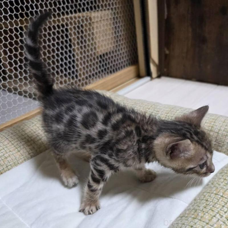 販売中の神奈川県のベンガル-136870の6枚目