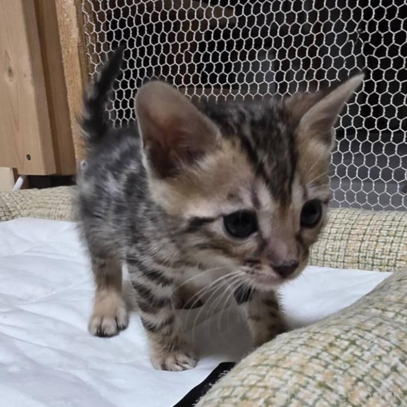 販売中の神奈川県のベンガル-136870の5枚目