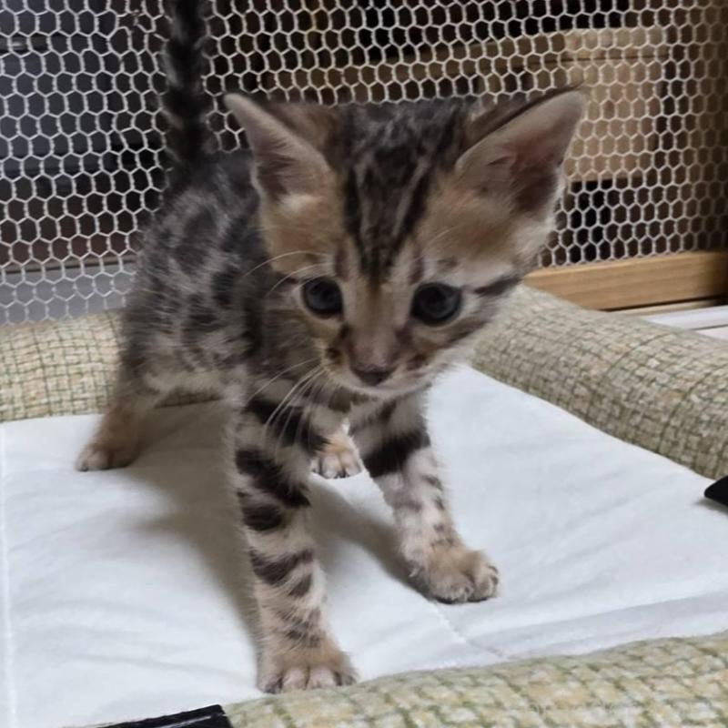 販売中の神奈川県のベンガル-136870の4枚目