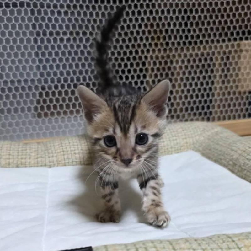 販売中の神奈川県のベンガル-136870の2枚目