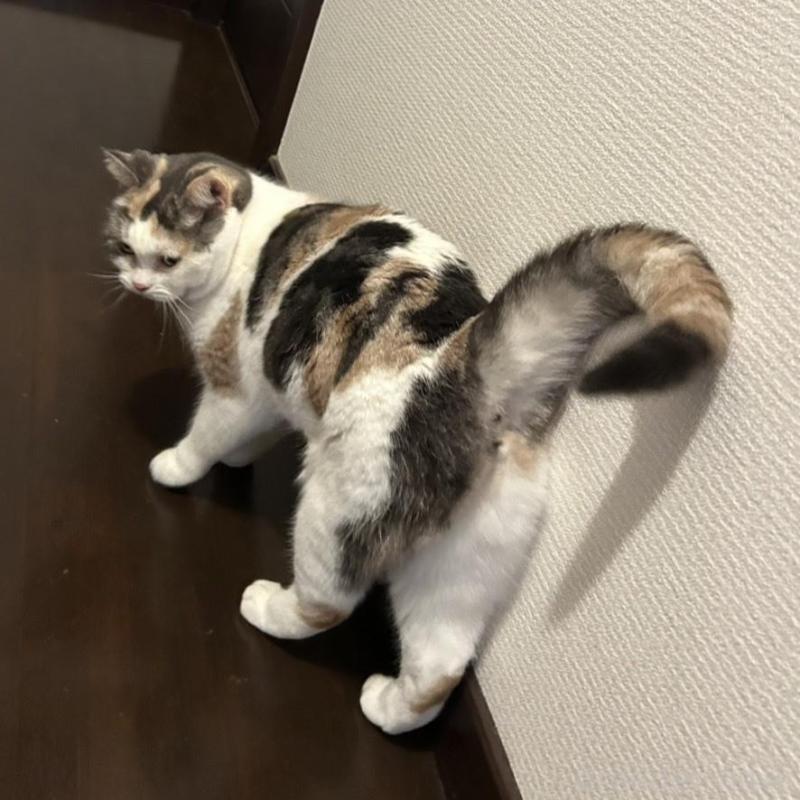 販売中の三重県のスコティッシュフォールド-136871の6枚目