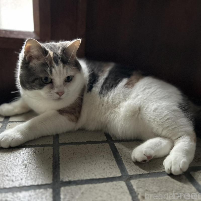 販売中の三重県のスコティッシュフォールド-136871の5枚目